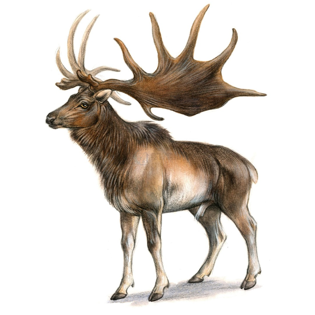 Irish Elk巨鹿插画单独图案