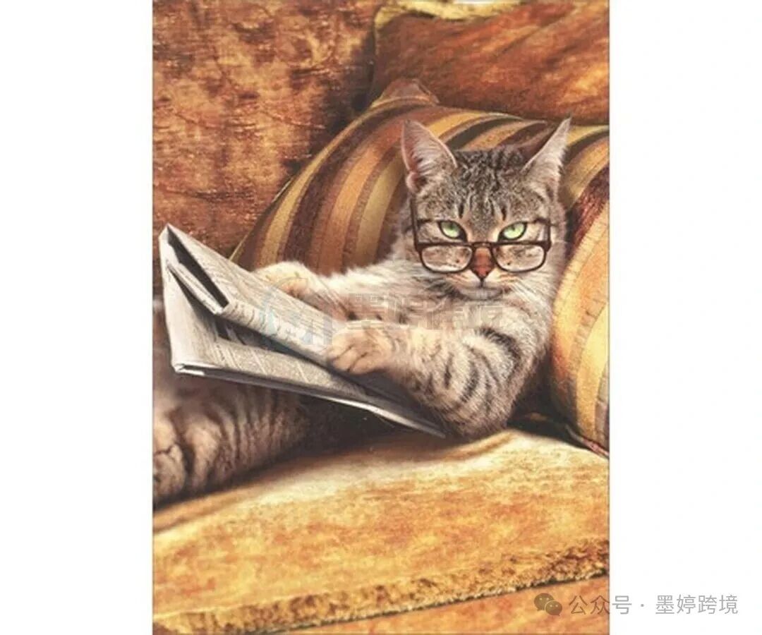 Avanti Press猫咪摄影贺卡作品展示
